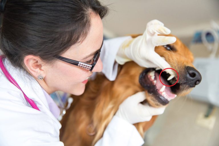 dog dental work