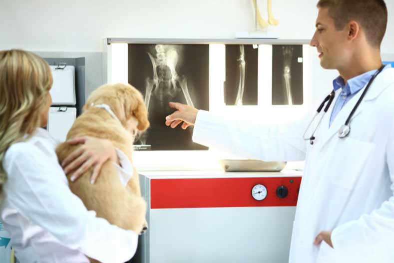 vet clinic or hospital