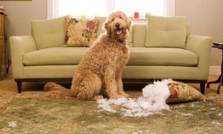 Bring a new dog home, tips