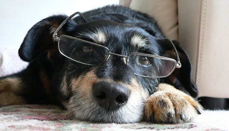 How To Tell If Your Dog Is Showing Signs of Cataracts1