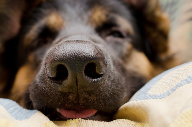 Is Your Dog Suffering From Dry Nose1