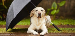 These Are the Top 10 Most Common Fears and Phobias in Dogs
