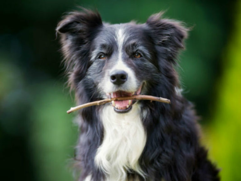 These Eight Signs Will Tell If Your Dog Is Becoming a Senior