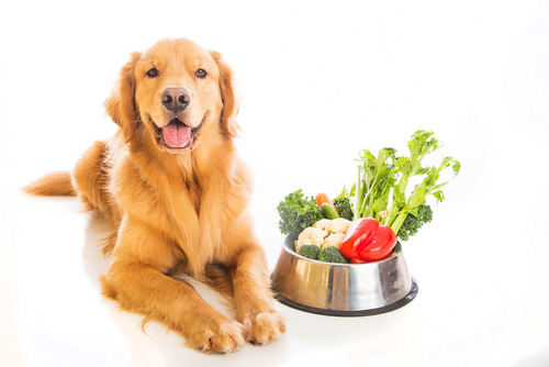 Vegetables-for-Dogs Supplement-Your-Dogs-Diet