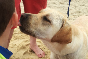 Why Do Some Dogs Lick So Much