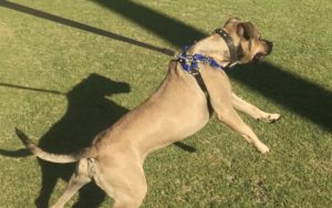 how to deal with dominant dogs