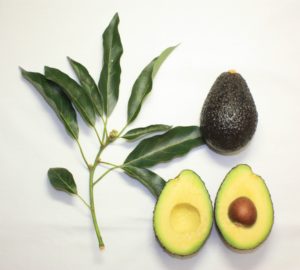 Avocados Are Bad For Dogs?