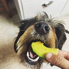 Can Dogs Eat Avocado?
