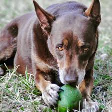 can dogs eat avocado