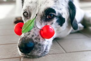 can dogs eat cherries