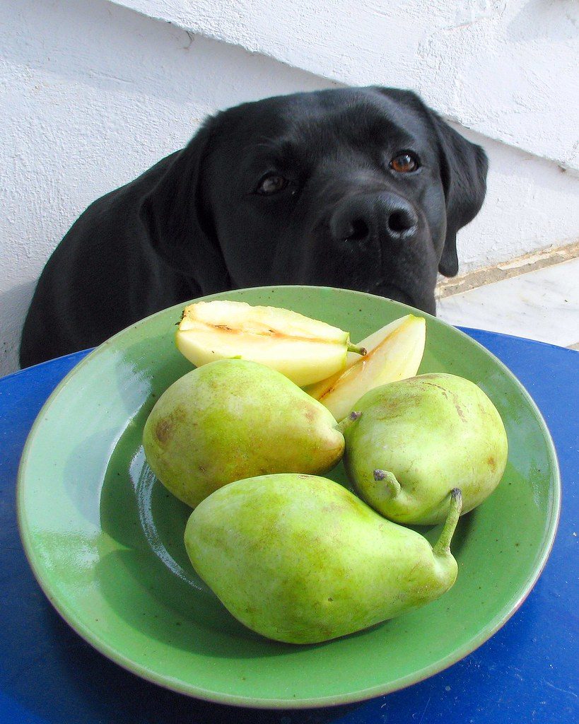 can dogs eat pear